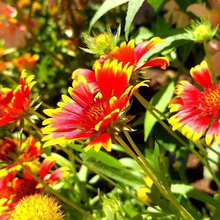 Blue Marine - Menada * サニービーチ