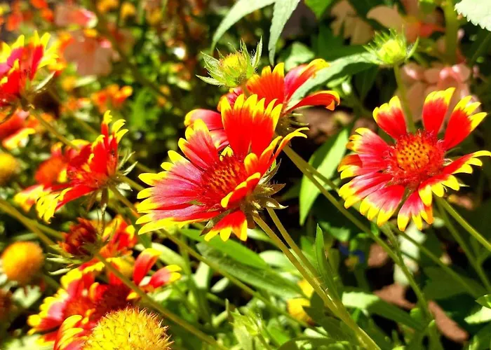 Blue Marine - Menada * Slantschew brjag